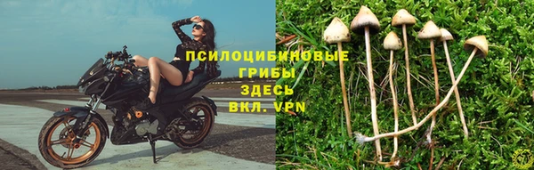 прущие грибы Алексин